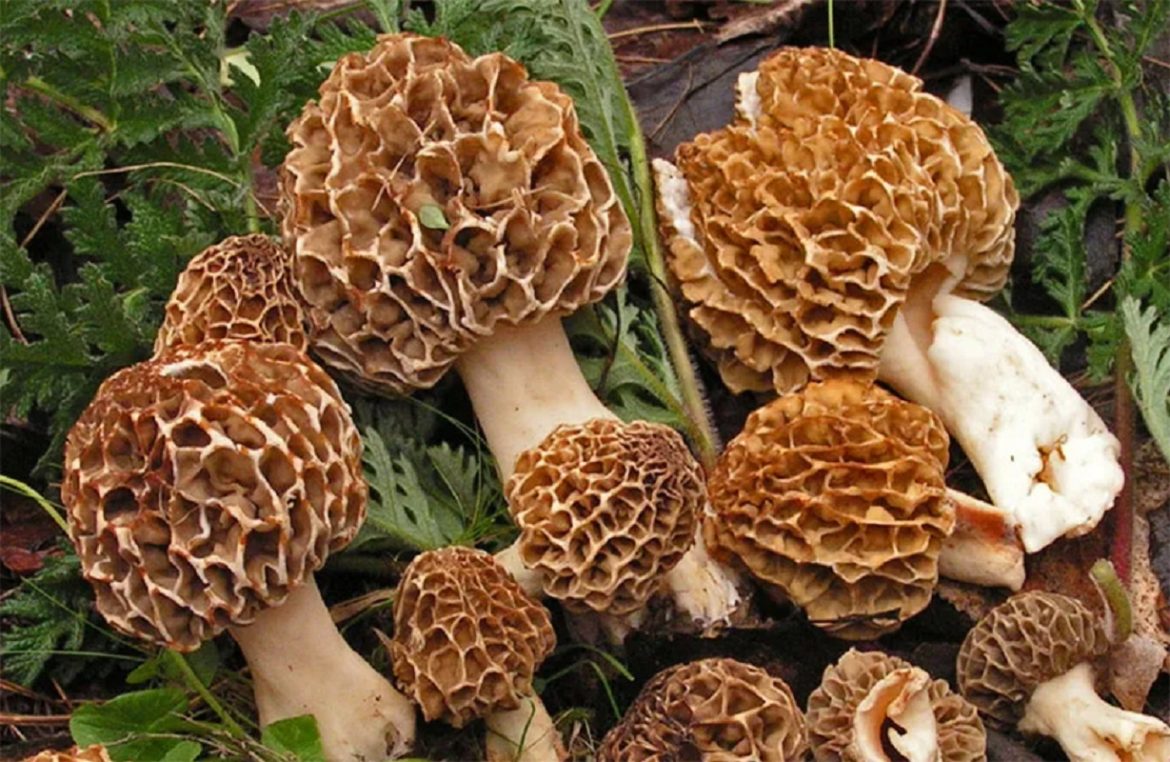 Guchhi-Chyau_mushroom1683197376